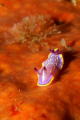 Nudibranch (Chromodoris krohni) crawling over a sponge in Berlengas. Shot with Canon EOS 350D in Ikelite housing, Canon 100mm macro and Nikonos SB-105 strobe. 